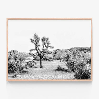 Joshua Tree Sunrise B&W