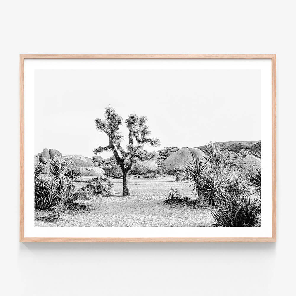 Joshua Tree Sunrise B&W