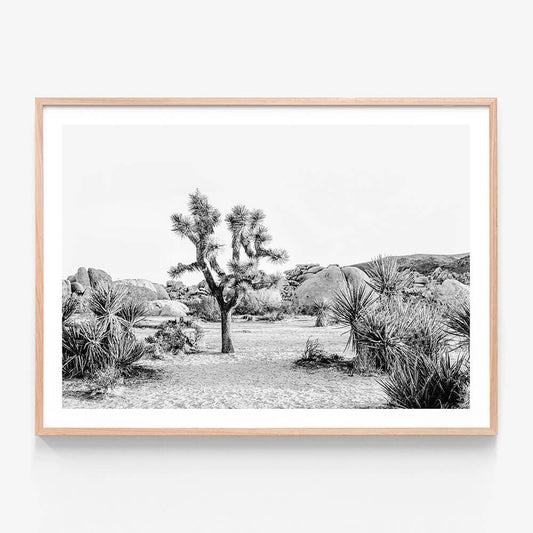 Joshua Tree Sunrise B&W