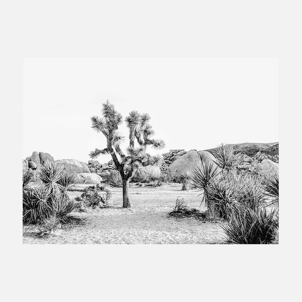 Joshua Tree Sunrise B&W