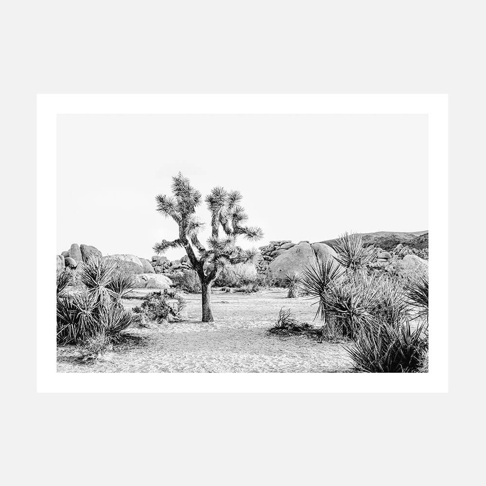 Joshua Tree Sunrise B&W