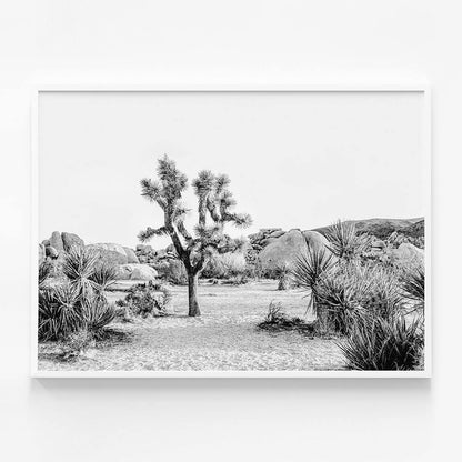 Joshua Tree Sunrise B&W