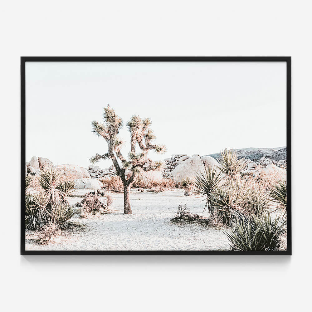 Joshua Tree Sunrise