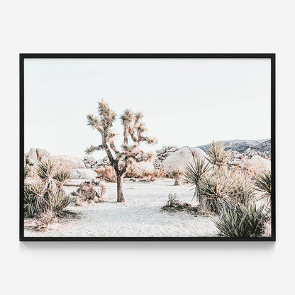 Joshua Tree Sunrise