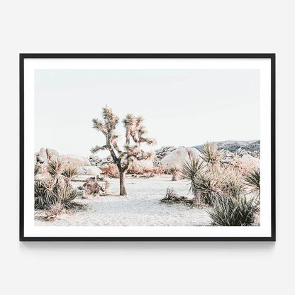 Joshua Tree Sunrise