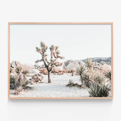 Joshua Tree Sunrise