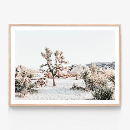 Joshua Tree Sunrise