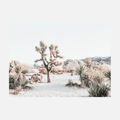 Joshua Tree Sunrise