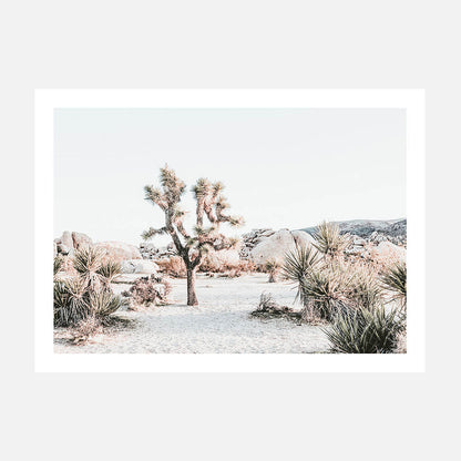 Joshua Tree Sunrise
