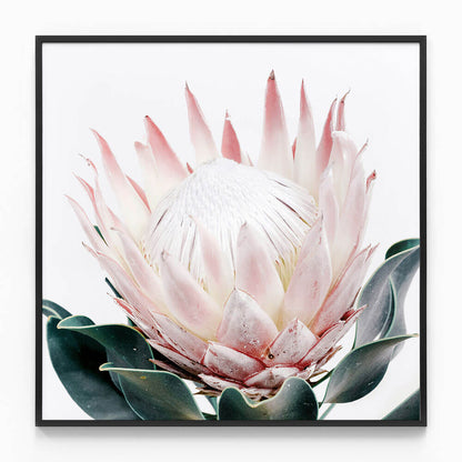 King Protea No. 2