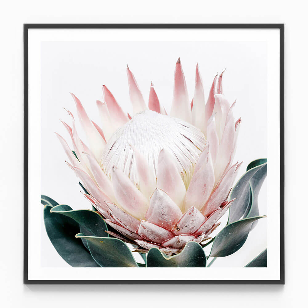 King Protea No. 2