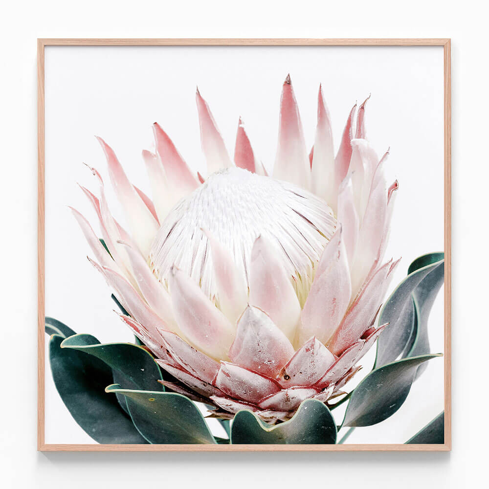 King Protea No. 2