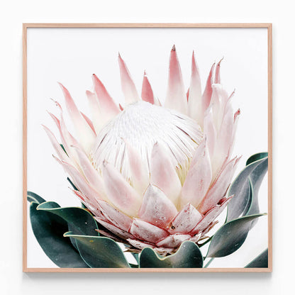 King Protea No. 2