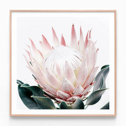 King Protea No. 2