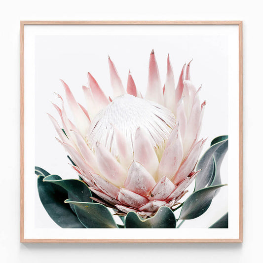 King Protea No. 2