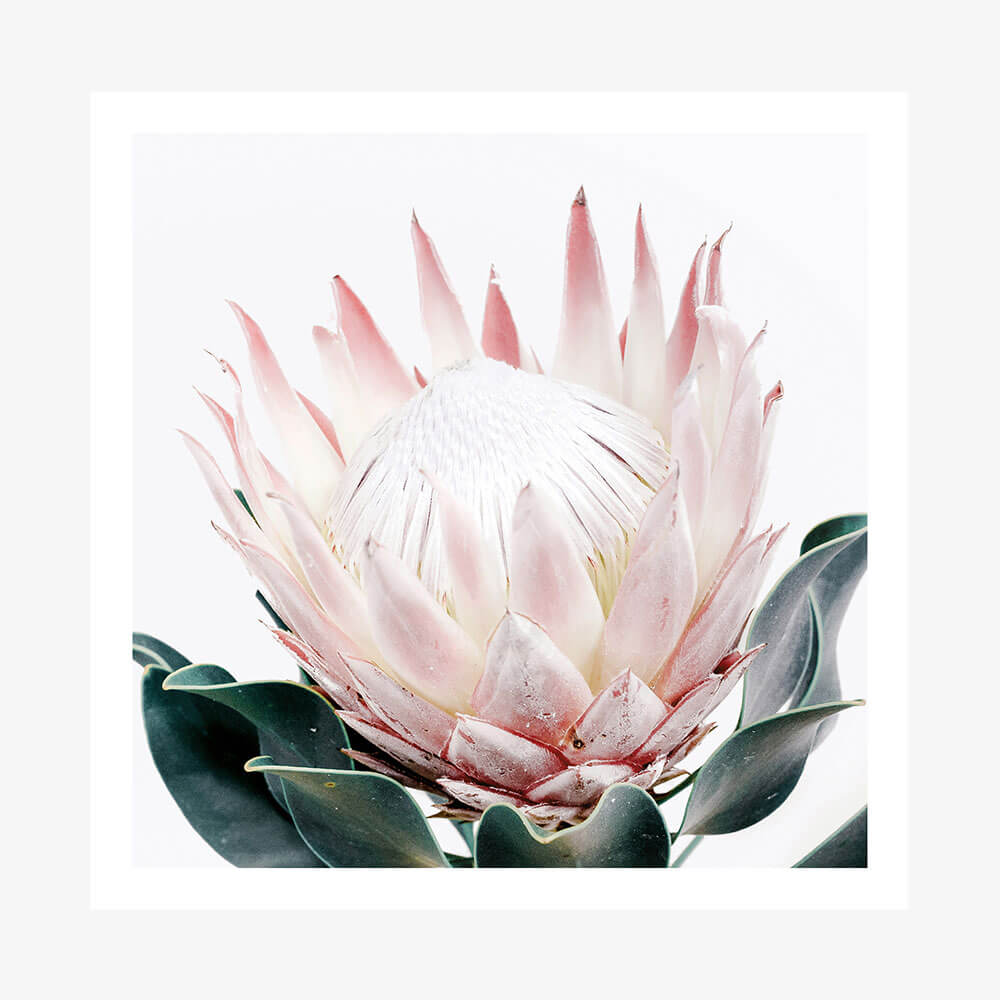 King Protea No. 2