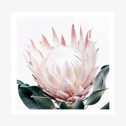 King Protea No. 2