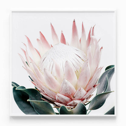 King Protea No. 2