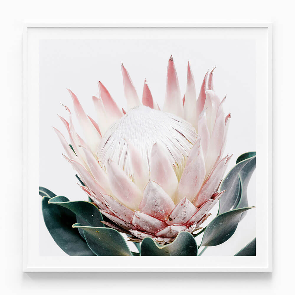 King Protea No. 2