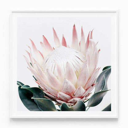 King Protea No. 2