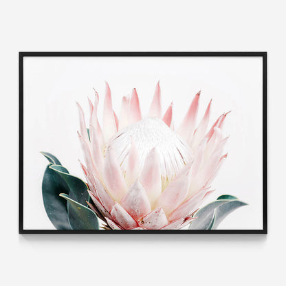 King Protea