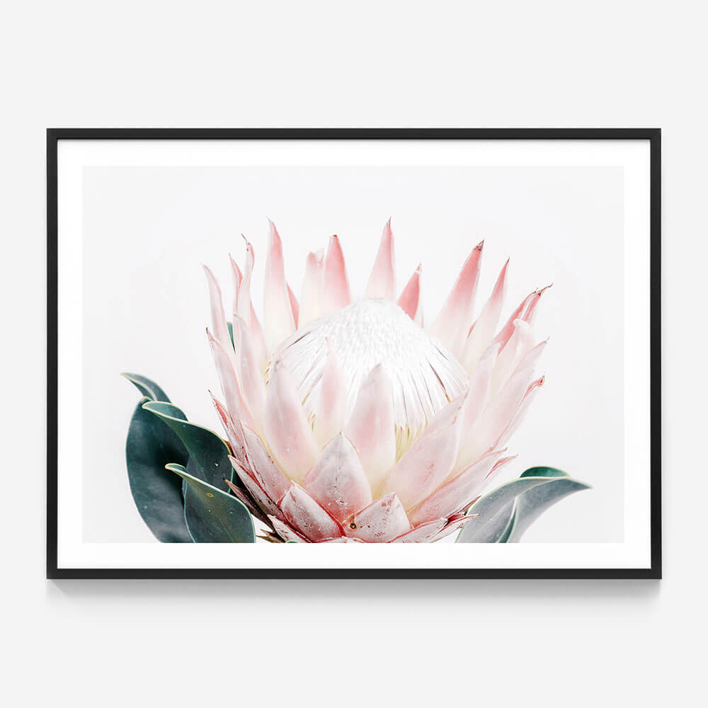 King Protea