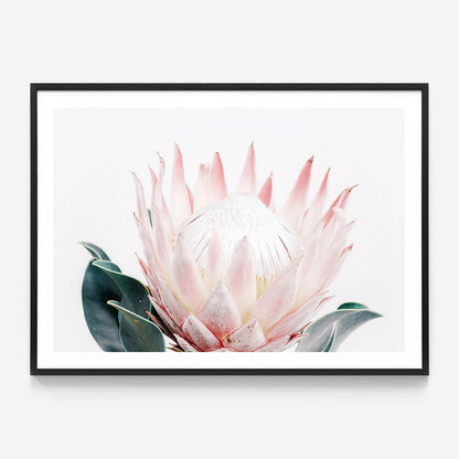King Protea