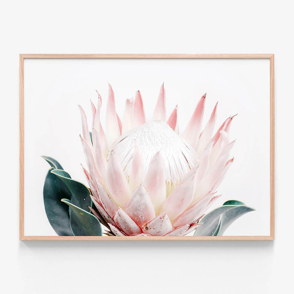 King Protea