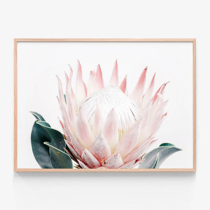 King Protea