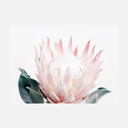 King Protea
