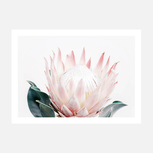King Protea