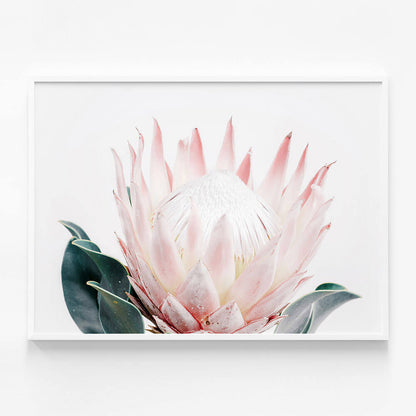 King Protea