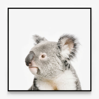 Koala Canvas