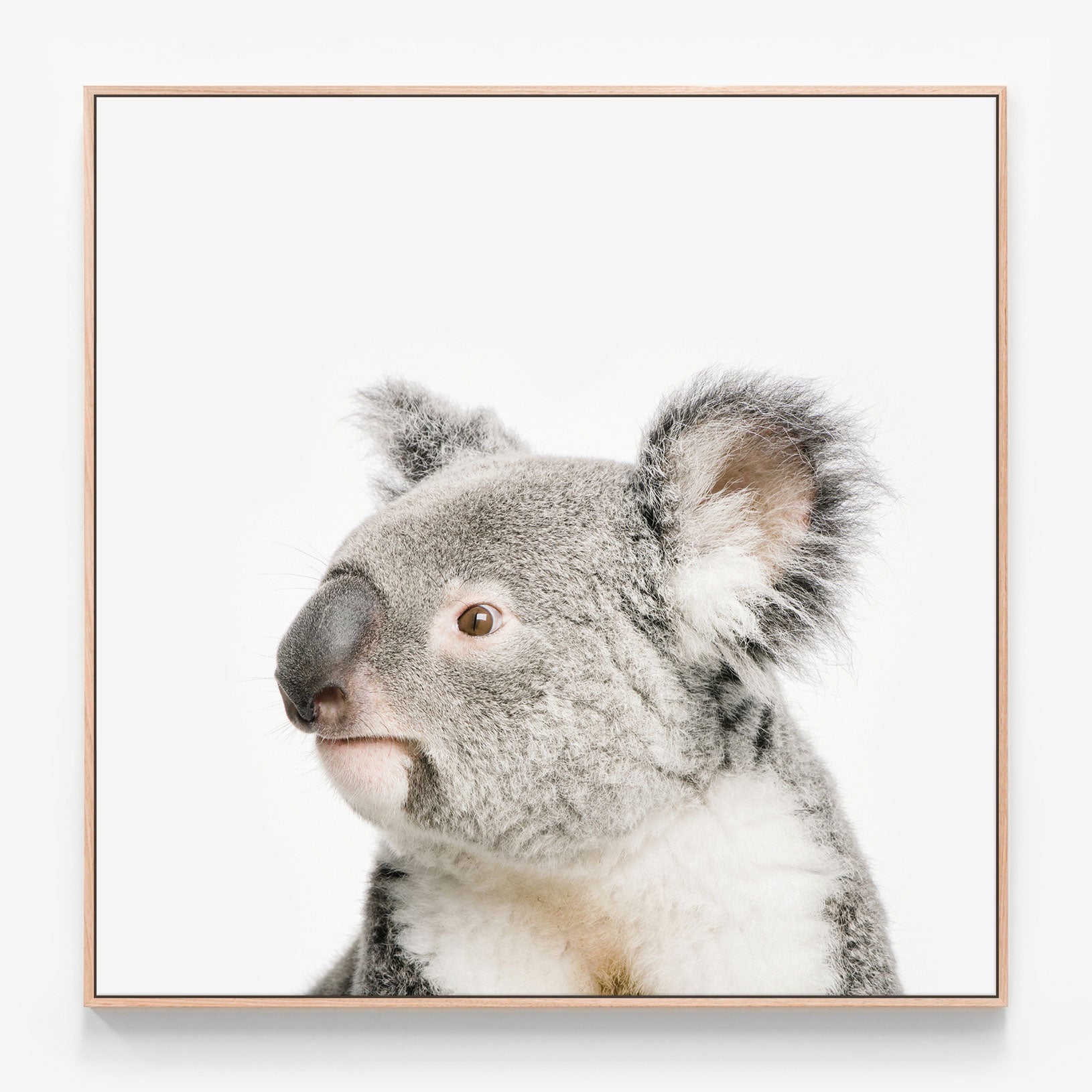 Koala Canvas print in oak frame
