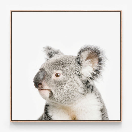 Koala Canvas print in oak frame