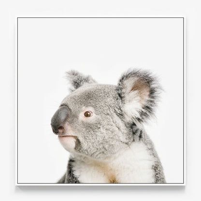 Koala Canvas