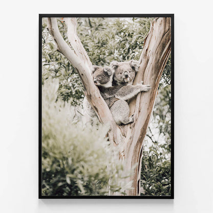 Koala Joey