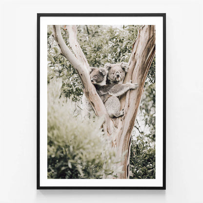 Koala Joey