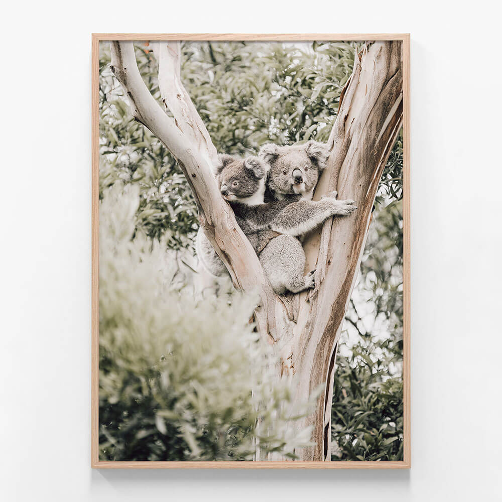 Koala Joey