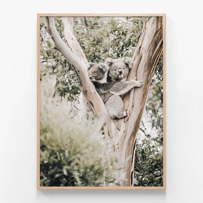 Koala Joey