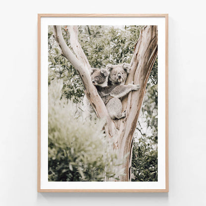 Koala Joey wall art print in oak frame