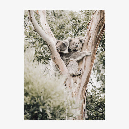Koala Joey