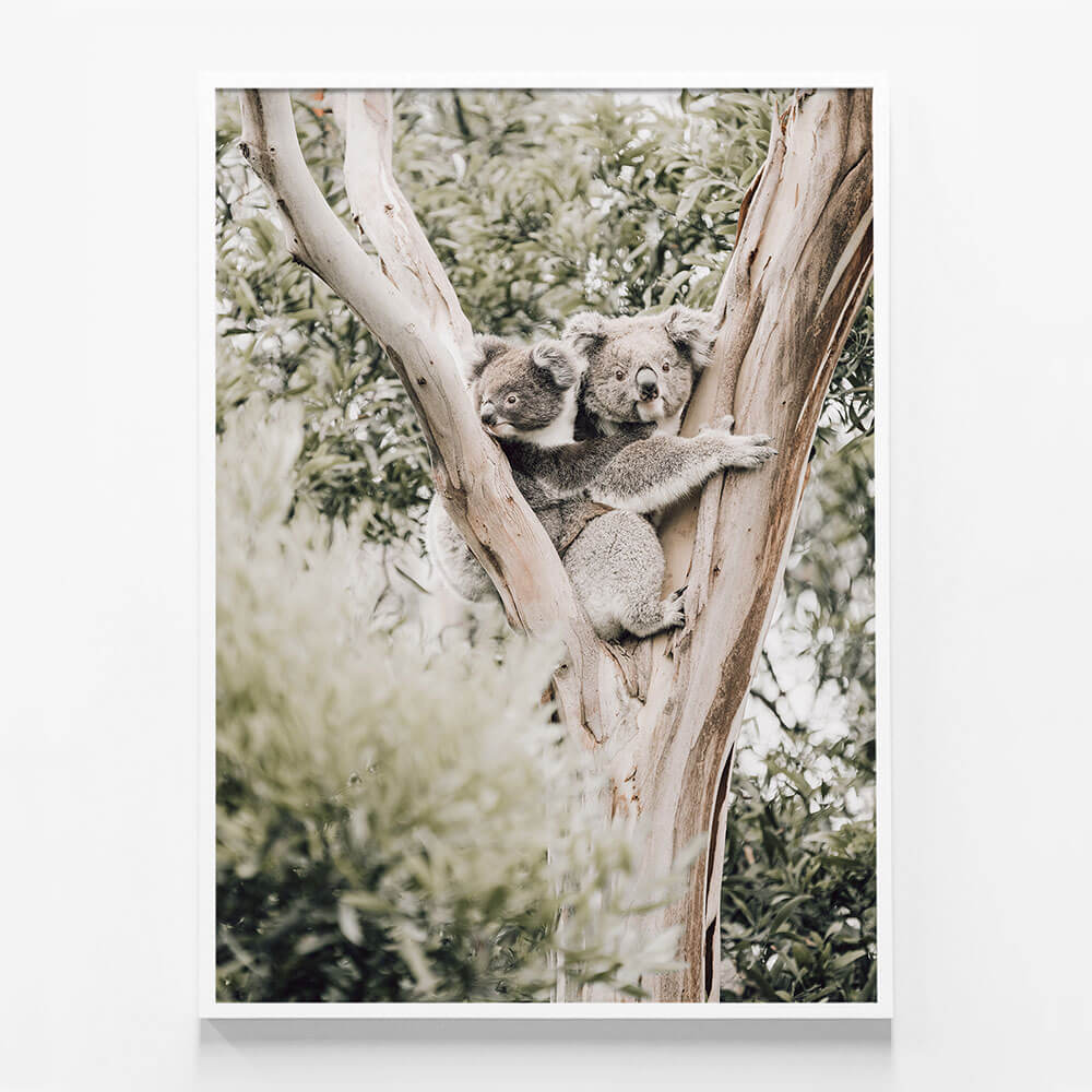 Koala Joey