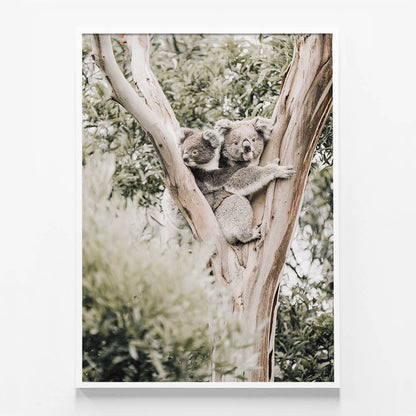 Koala Joey