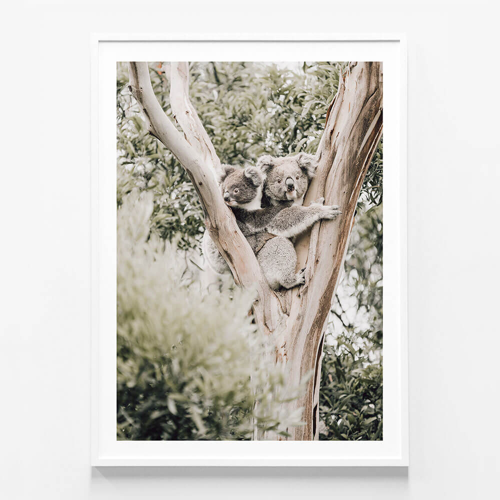 Koala Joey