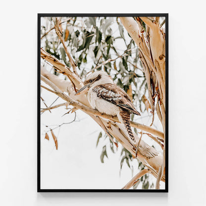 Kookaburra