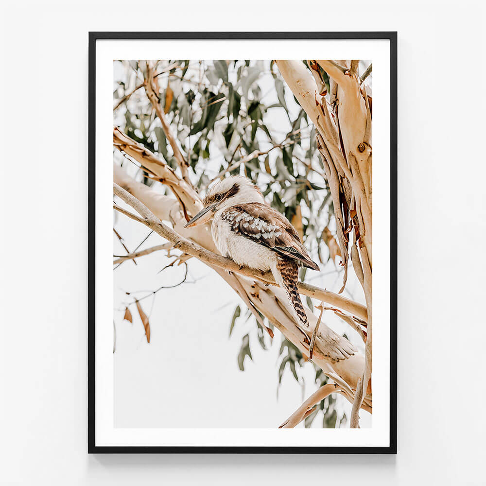 Kookaburra