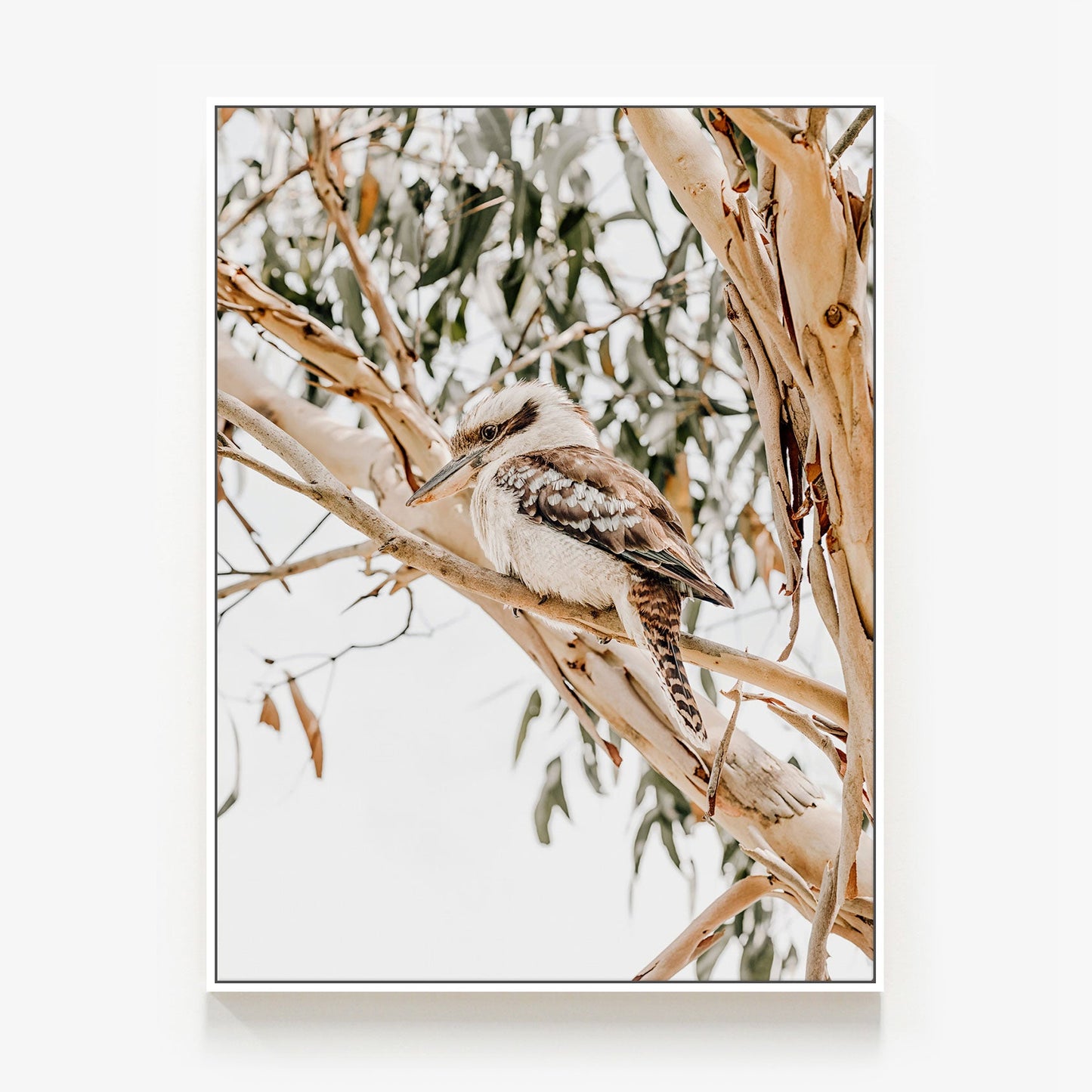 Kookaburra Canvas