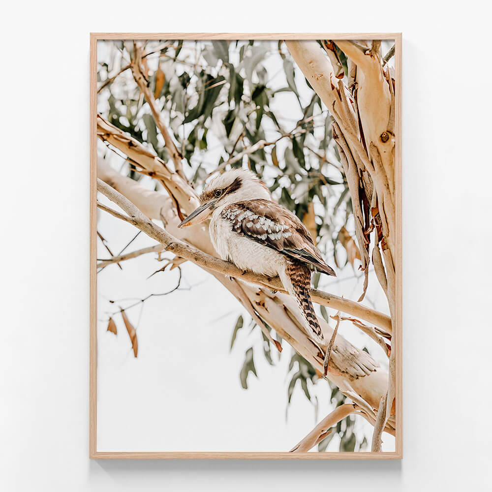 Kookaburra