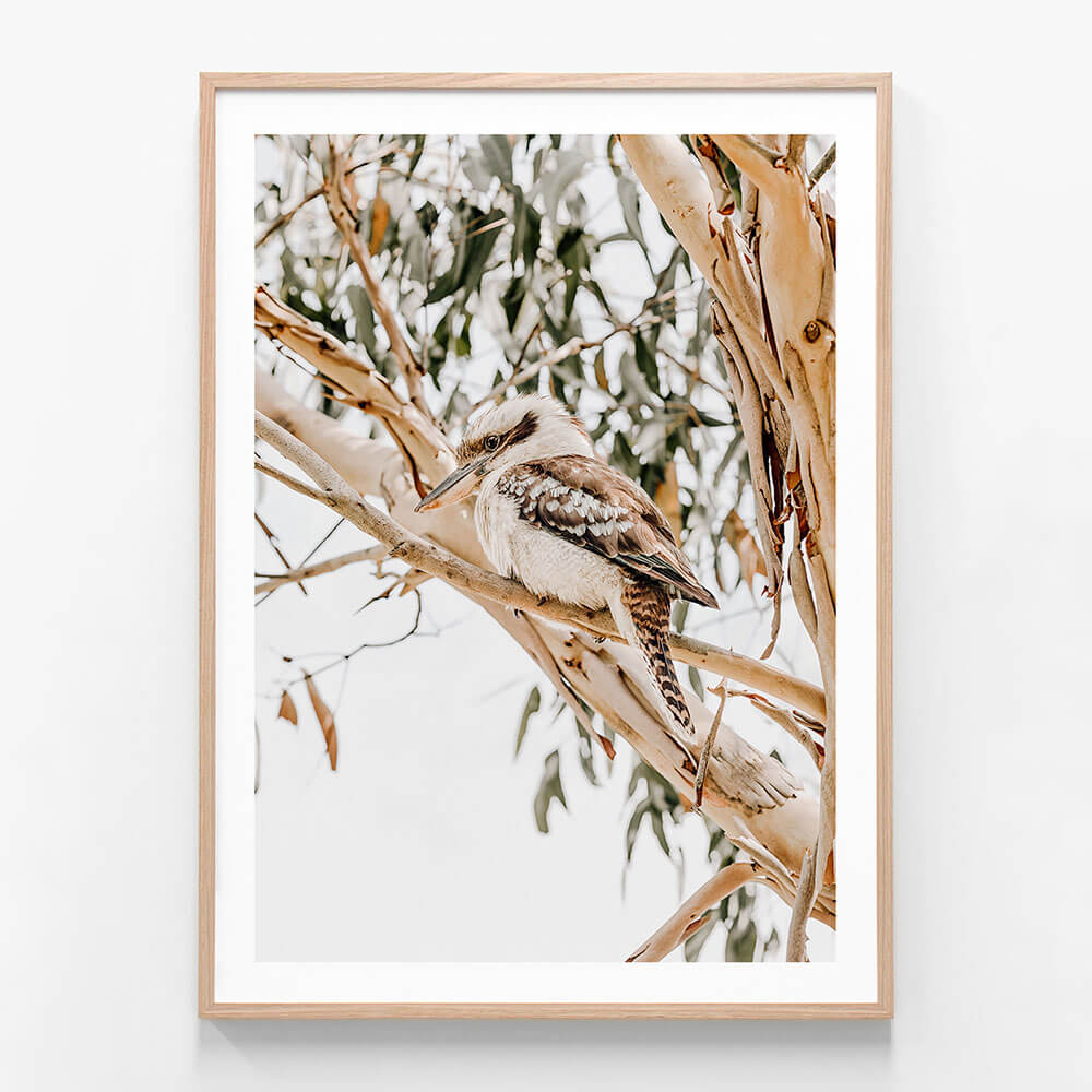 A framed photography print of a Kookaburra perched on a eucalyptus branch, with a background of Australian gum trees.